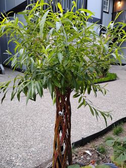 Braided willow tree