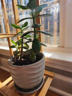 Aloe and Jade $10 Each