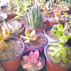 Succulents Different Kinds