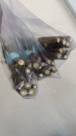 Fig Cuttings