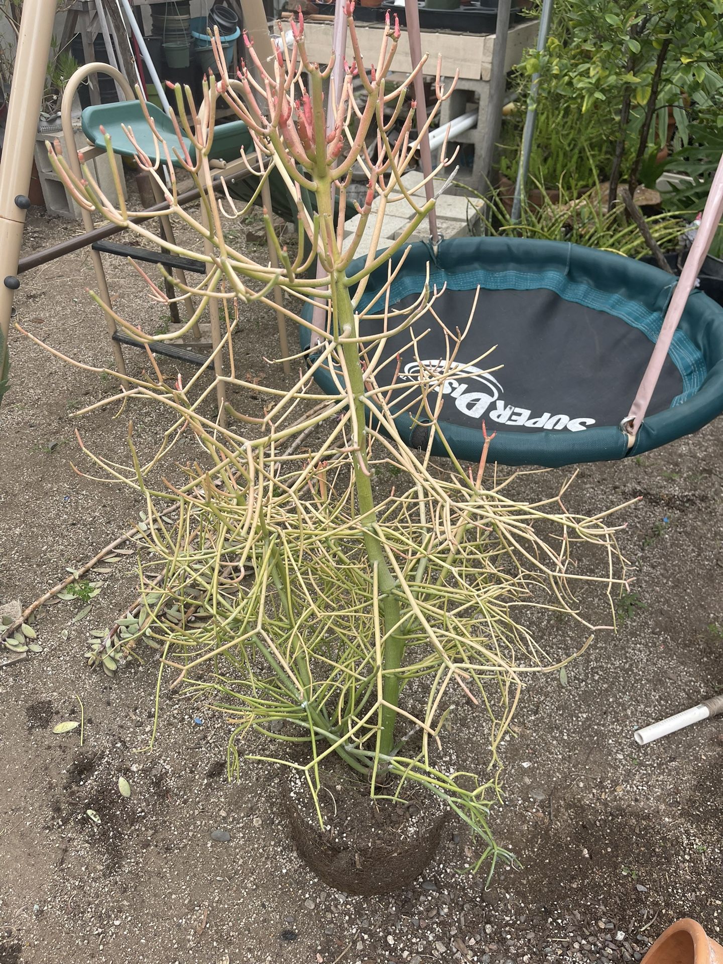 Firstick Succulent