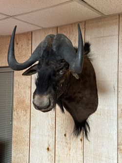 Taxidermy Water Buffalo