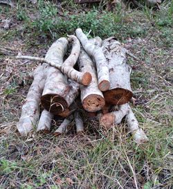 Firewood. $6.00 Per LARGE Wheelbarrow of Wood