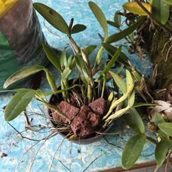 Orchard Cattleya Hybrid Purple 