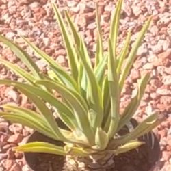 Outdoor Plant