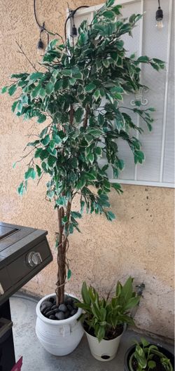 Two artificial plants 🪴