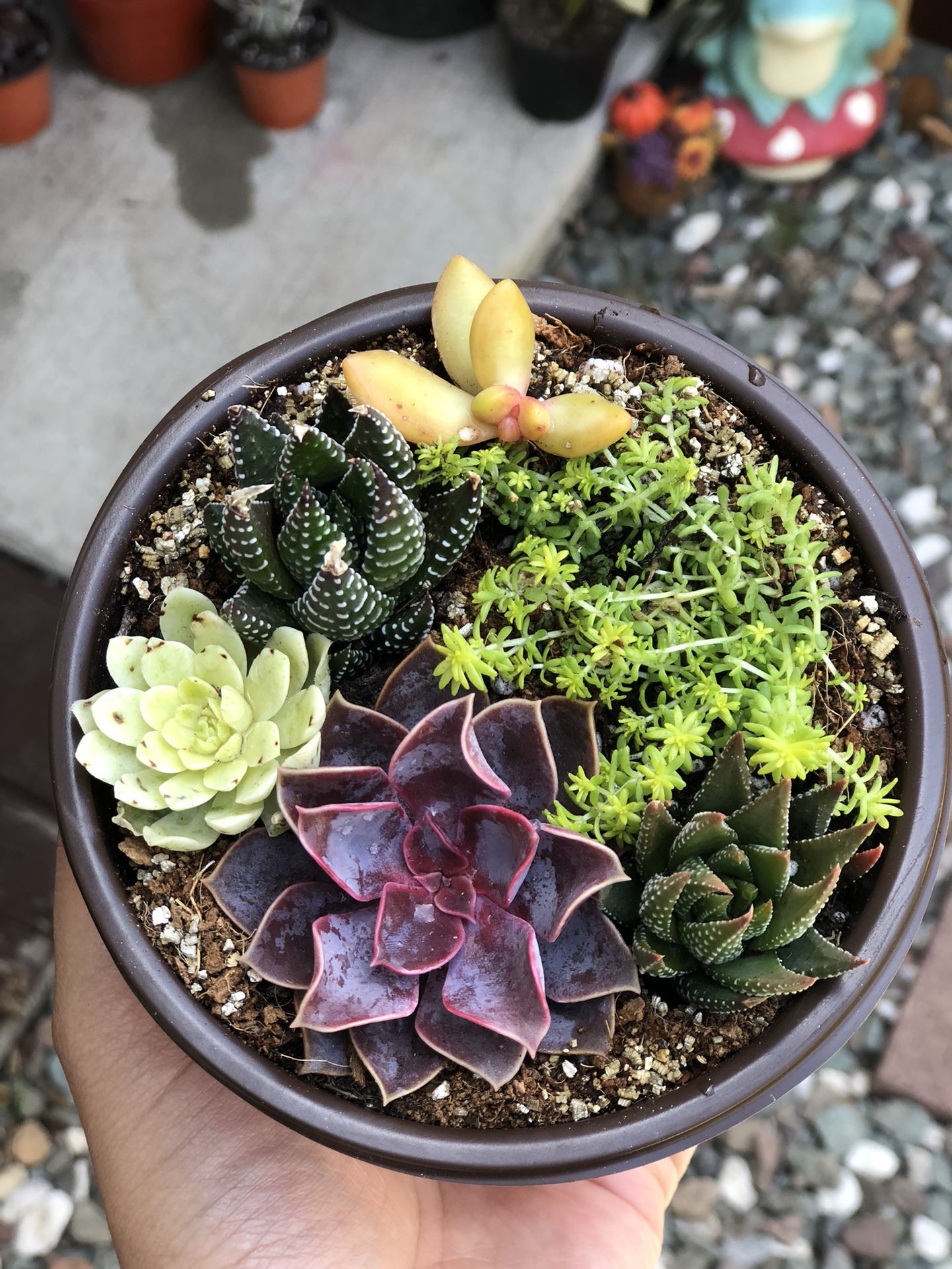 Succulents