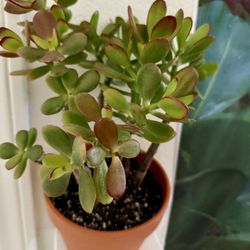 🌿—a symbol of prosperity♥️LUCKY Jade/GUD LUCK Plant👉PLS READ DESCRIPTION♥️WELL ESTABLISHED Trees