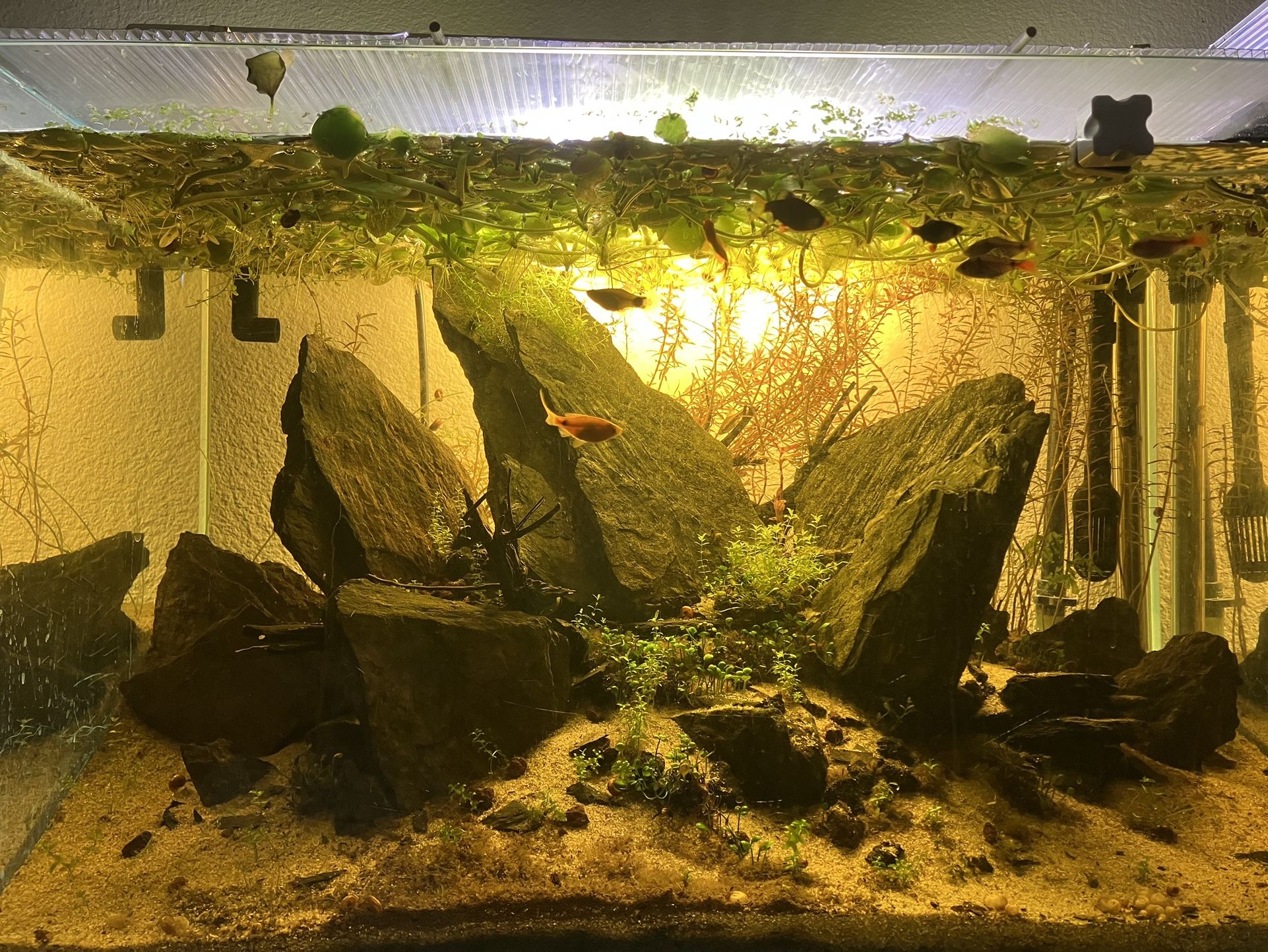 Amazon Frogbit Aquarium Plant