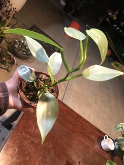 philodendron silver sword 