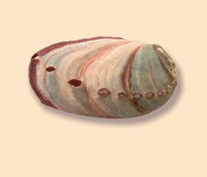 Red Abalone Shell