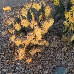 Paper Ribbon Cactus $5.00/3 Pad Cutting 