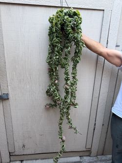 6” massive Hoya compacta variegated blooming