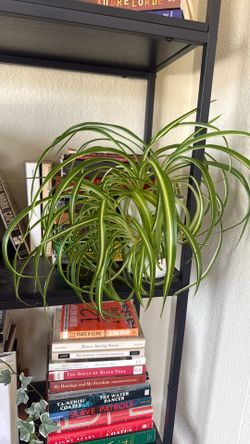 Spider Plant