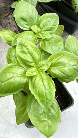 Sweet Basil & Vietnamese Coriander (Rau Răm) – Healthy 4-Inch Pots
