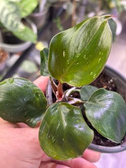 Variegated Philodendron White Knight