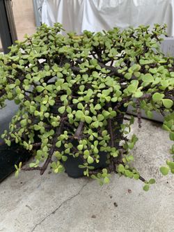 Plants 🪴