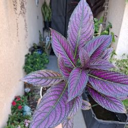 Persian Shield Plant $20