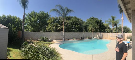Palm Tree 🏝