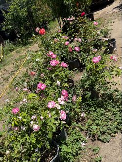 Rose iceberg bushes
