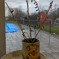 String of Bananas Plant Cutting