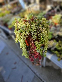 6" Burro Tail And Calico Mix Plant