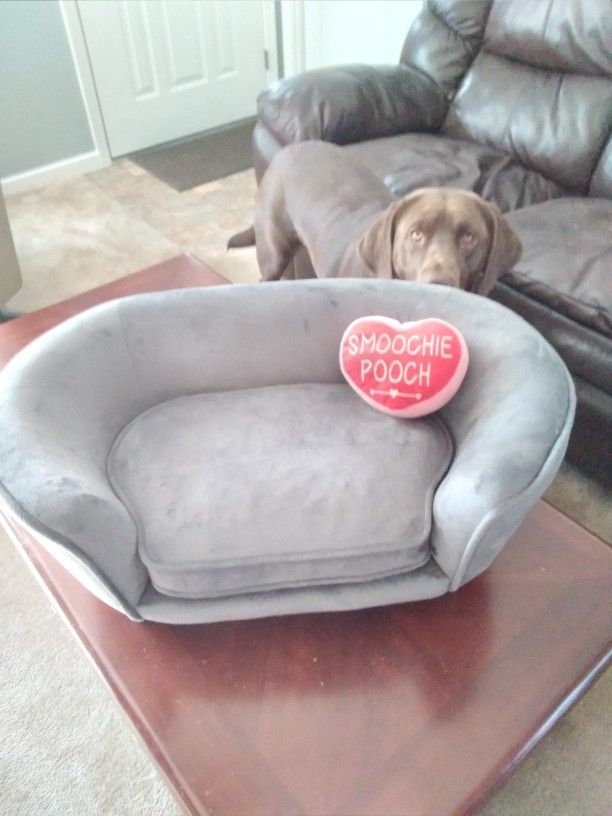 Suede Grey Couch For A Dog 25lbs Or Less