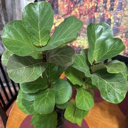 🩷Healthy Fiddle Leaf Fig 2 Feet 🩷2 well Established trees🙏PLS READ DESCRIPTION 