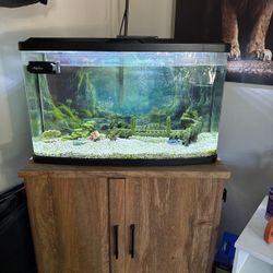 Aquarium with stand