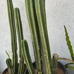 4’ & 5’ Cacti. San Pedro 3-6 Stocks In Each Pot. 
