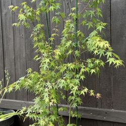 Japanese Maple Tree 5’