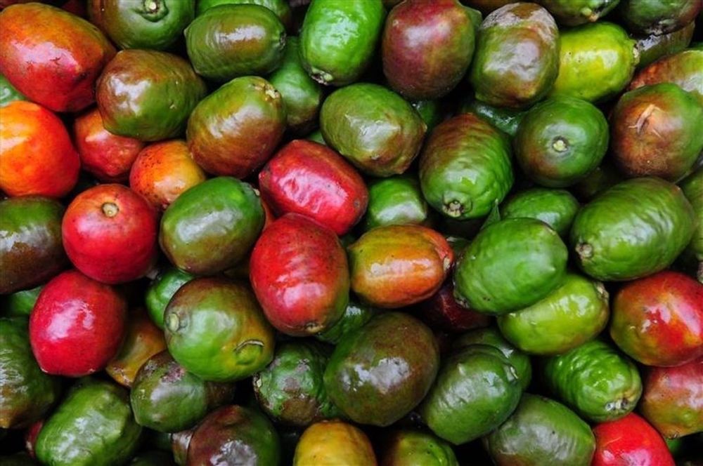 Hog Plum ( JACOTE)