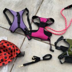 Dog Accessories 