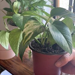 Pothos Plant Cutting In 4” Pot