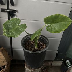 Elephant Ear plants