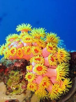 Sun Polyps Aquarium DECORATION 