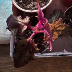 House indoor plant purple passion Gynura aurantiaca