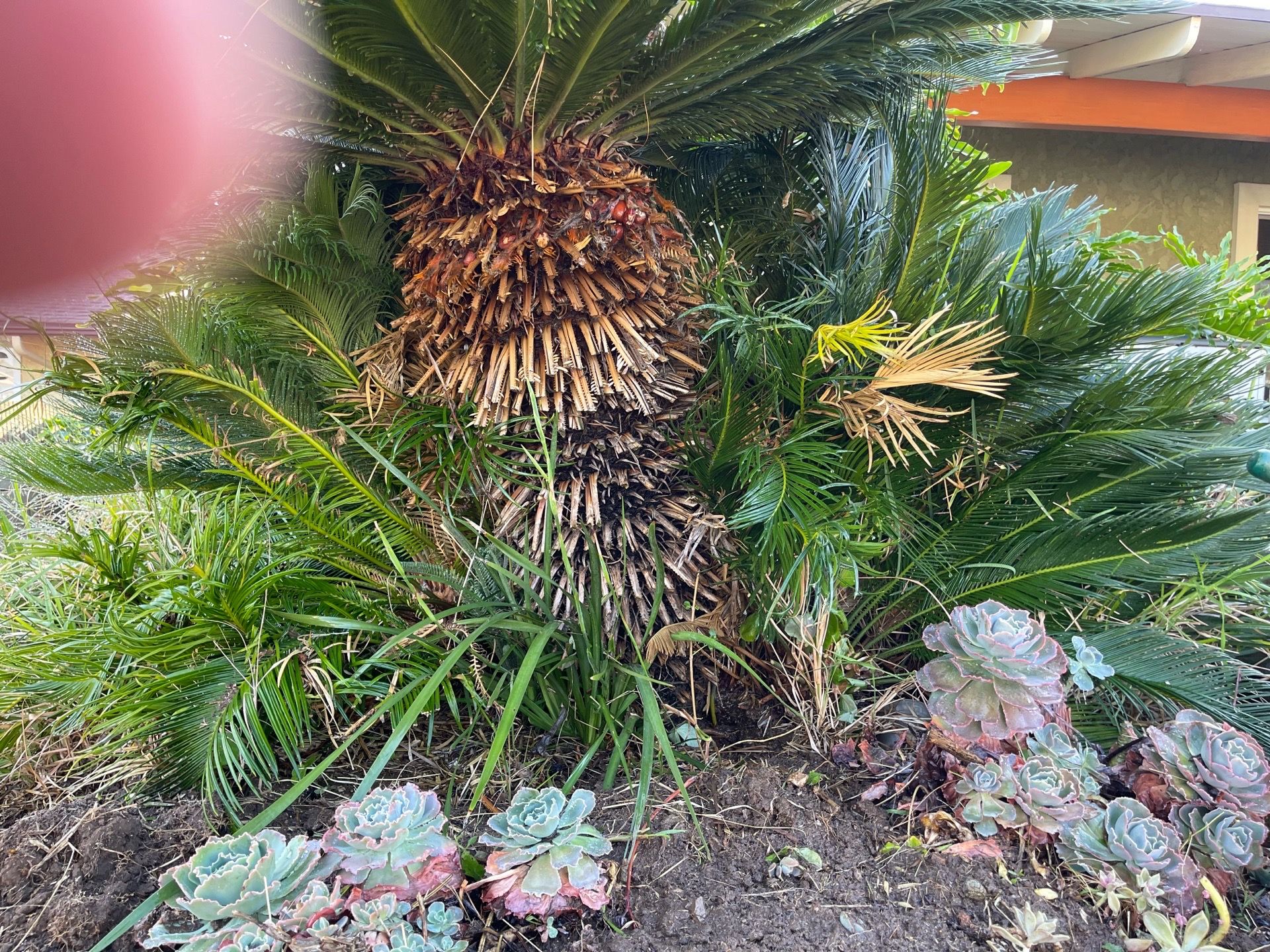 Seco palms