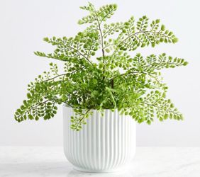 Pottery Barn Faux Maidenhair Fern with PB pot