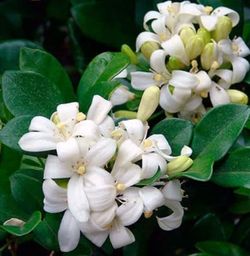Kamini—Orange Jasmine (Murraya paniculata)/Kamini Flower one starter Plant 5-7 inches
