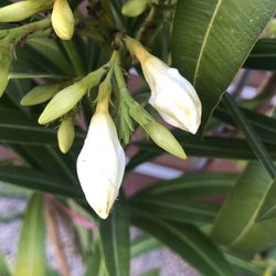 Oleander