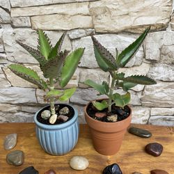 Kalanchoe Plants Mother of Thousands In Ceramic Pot 3" And Clay Pot 3.5"H