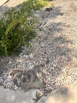White landscaping rocks