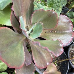 Planta