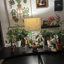 Money Tree Plants Available For Christmas 