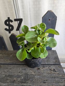 Peperomia