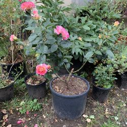 Outdoor rose 45