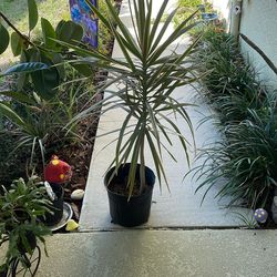 Dracaena plant - REDUCED