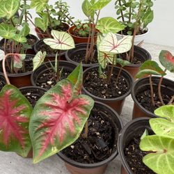 Caladium & Jade Topiary Live Plants 4” Pot New Colors Houseplant - 10 each