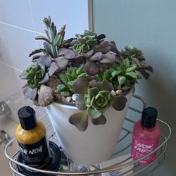 Succulent live plant arrangement